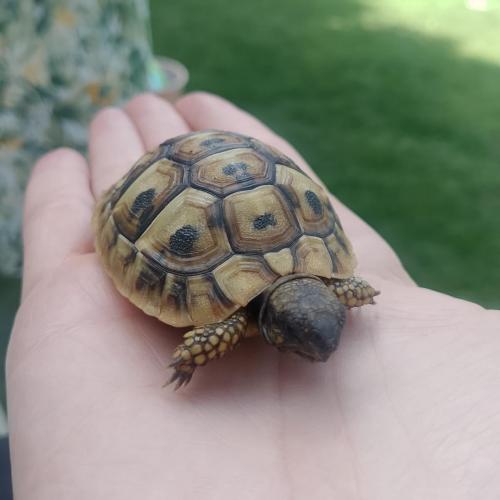 Schildkröten