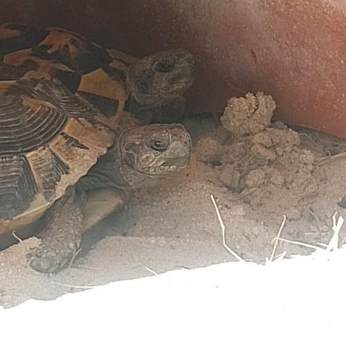 Schildkröten