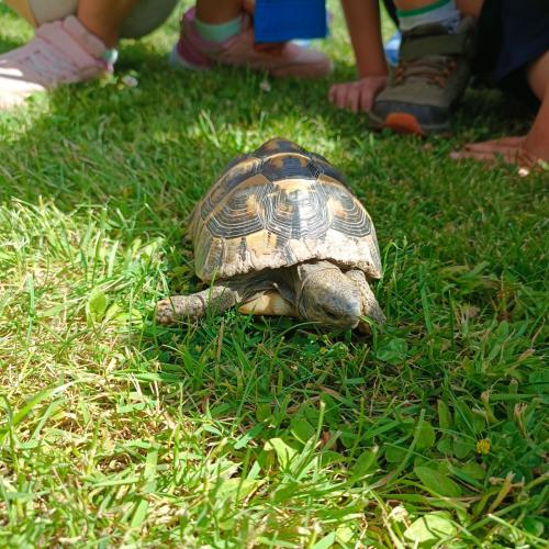 Schildkröten