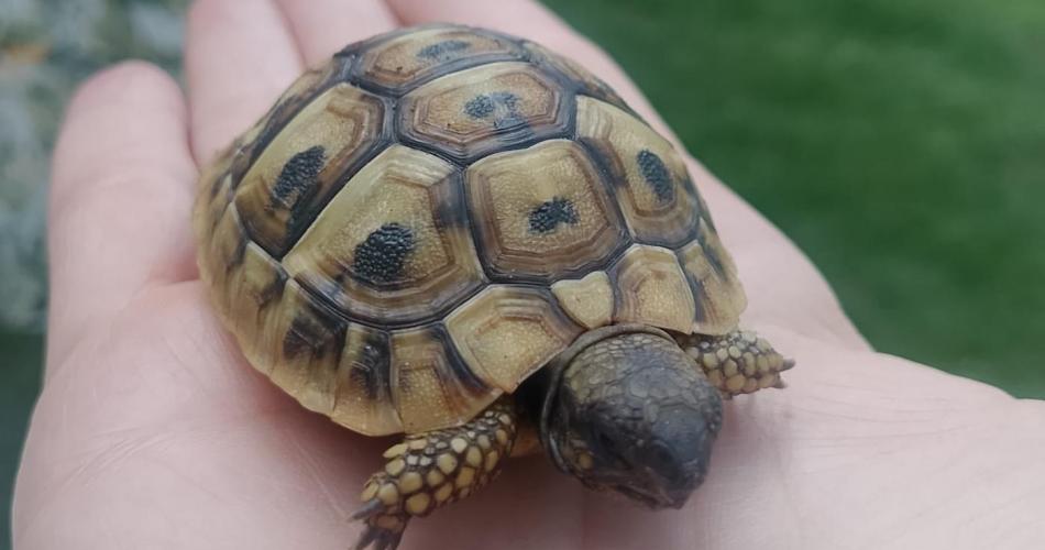Schildkröten
